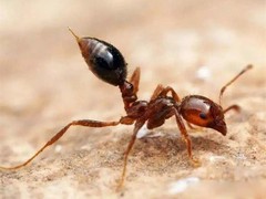 绵阳灭鼠公司