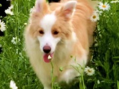 益帆边境犬舍