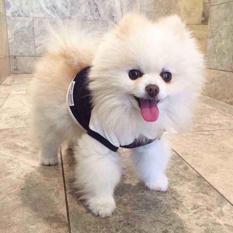 犬舍繁殖基地