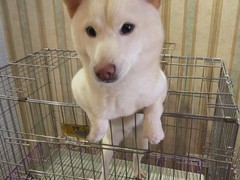 乌鲁木齐圣伯纳犬