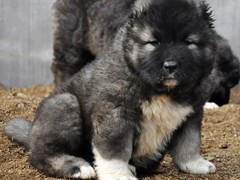 成都喜喜犬舍