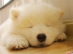 长沙喜喜犬舍