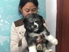 上海杨浦区上海杨浦区宠物救助领养收养收容站
