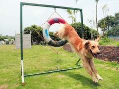 盐城训犬基地