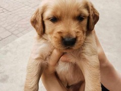 广东嘉尔犬舍