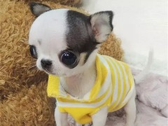 犬舍繁殖基地