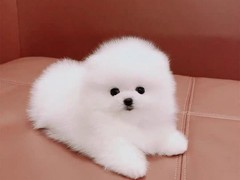顺安猫舍