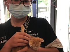 上海松江区流浪猫宠物猫流浪狗小动物救助领养救援收容收养中心站