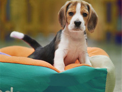 广东铃铛犬舍繁殖基地