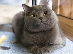 宁波拉邦猫出售
