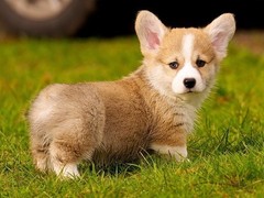 豆豆犬舍
