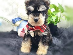 盛诚犬业