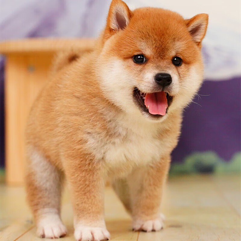 犬舍繁殖基地