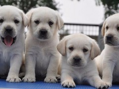 银川小型葡萄牙波登可犬