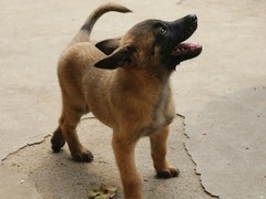 福州荷兰毛狮犬