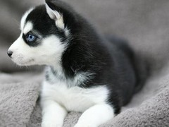 顺琦犬舍