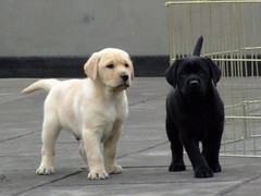 盐城布列塔尼犬
