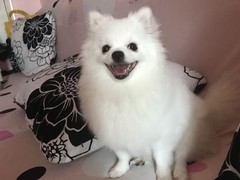 威海西伯利亚雪橇犬
