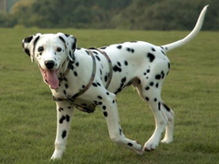 沈阳犬舍基地