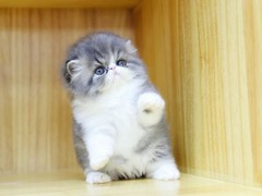 钟灵猫舍