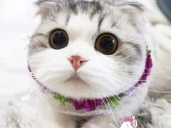 晶滢猫舍