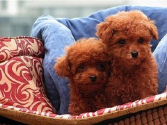 广州博爱犬舍
