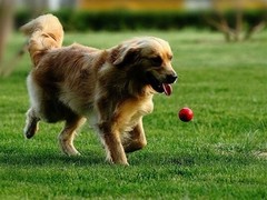 泉州训犬基地