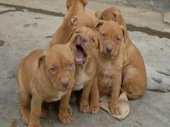 盛诚犬业