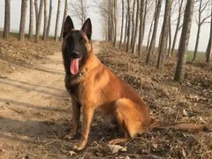 山东浩然犬舍