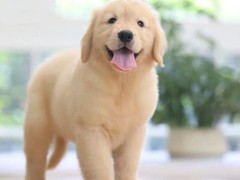 广东嘉尔犬舍
