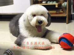 广东退伍兵犬舍