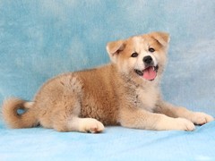 郑州大瑞士山地犬
