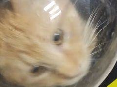 上海黄浦区宠物流浪狗流浪猫小动物救助领养收容收养中心站