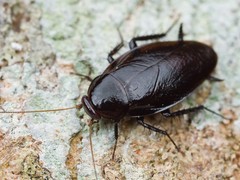 上格生物科技有限公司