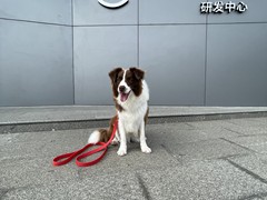 苏州孙亮星连锁品牌训犬基地