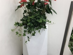 乌鲁木齐干花店