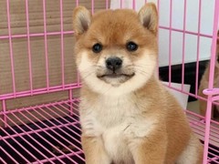 豆豆犬舍