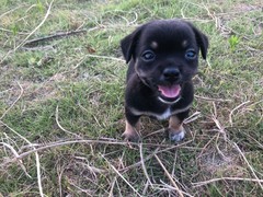 兰州巴哥犬领养