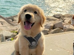 爱宠乐犬舍
