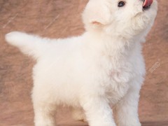 豆豆犬舍