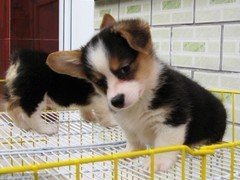 广东真顺犬业