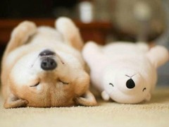 威海西伯利亚雪橇犬