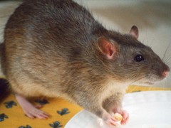 菏泽杀虫灭鼠公司