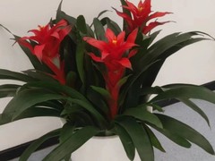 海口滨江鲜花绿植园圃