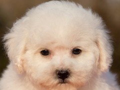 豆豆犬舍