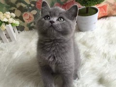 武汉馨馨猫舍