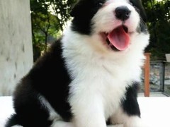 益帆边境犬舍