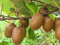 园林设计专业经营绿化工程
