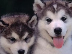 唐山英国玩具犬