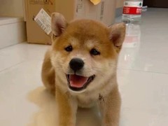 犬舍繁殖基地